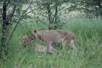Löwen im Etosha