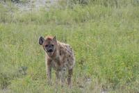 Hyäne