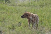 Hyäne