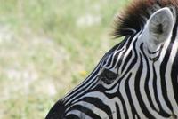 Zebrablick
