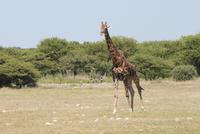 Giraffen im Etosha