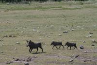 In Afrika ist Muttertag