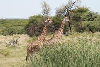 Giraffen im Etosha
