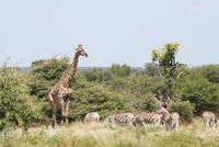 Giraffen im Etosha