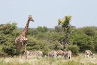 Giraffen im Etosha