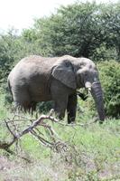 Elefant im Etosha