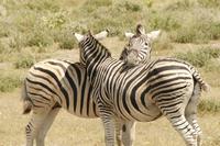 Zebras im Etosha Nationalpark