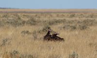 341-die Geier warten schon... Etosha Nationalpark