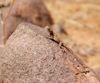 35-Gecko