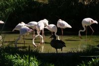 353- Flamingos Mount Etjo Safari Lodge