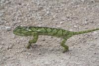 ein langasamer Geselle