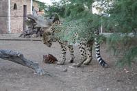 Gepard beim Abendschmaus