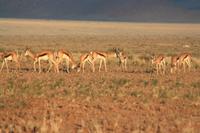 Springböcke im Abendlicht