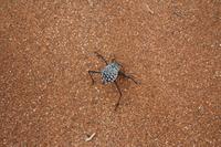 ... im Sausewind die Dünen hoch!