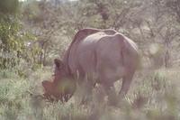 Nashorn in der Ferne