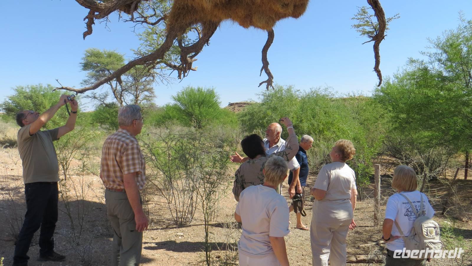 0007 Kalahri -Claus erklärt das Nest vom Siedlerwebervogel