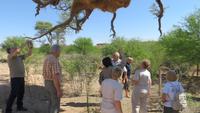 0007 Kalahri -Claus erklärt das Nest vom Siedlerwebervogel