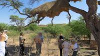 0008 Kalahri -Nest vom Siedlerwebervogel