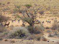 0135 Fahrt von Kethmanshop zur Canon Lodge - Kuh- und Oryx-Antilopen