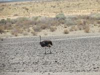 0135 Fahrt von Kethmanshop zur Canon Lodge - Strauß