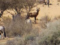 0136 Fahrt von Kethmanshop zur Canon Lodge - Kuh- Antilope