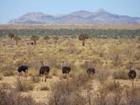 0142 Fahrt von Kethmanshop zur Canon Lodge - Strauße