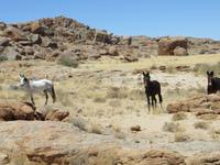 0154 Fahrt von Kethmanshop zur Canon Lodge - Maultiere