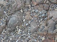 0169  Canon Lodge - Sonnenuntergang auf dem Hausberg - Gesteinsrosen