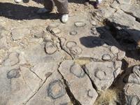 0218 Einschlüsse der Blaualgen am Fish River Canyon
