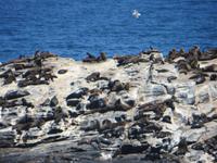 0314 Lüderitzbucht - Am Diaz Point - Robbenkolonie