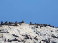 0323 Lüderitzbucht - Am Diaz Point - Robbenkolonie