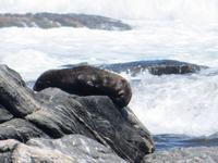 0329 Lüderitzbucht - Am Diaz Point - Robbe