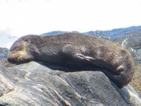 0331 Lüderitzbucht - Am Diaz Point - Robbe