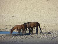 0368 Rückfahrt nach Aus - Garub Wildpferde