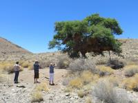 0401 Fahrt Richtung Naukluft-NP- Webervogelnest
