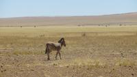 0419 Fahrt Richtung Naukluft-NP- Zebras