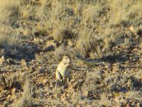 0437 Sundowner-Tour im Naukluft-NP Klippschliefer