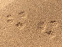 0514 Ausflug nach Sossovlei - Spuren im Sand