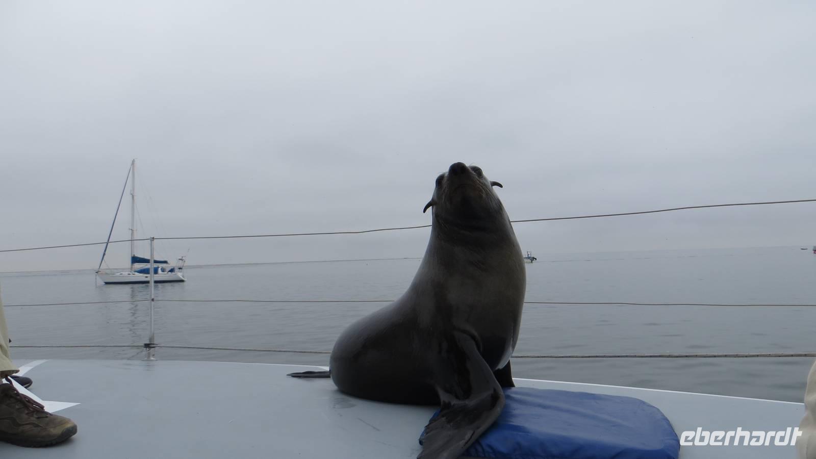 0608 Walvis Bay - Fahrt mit dem Katamaran - Robbenbesuch