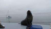 0608 Walvis Bay - Fahrt mit dem Katamaran - Robbenbesuch