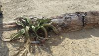 0793 Steinerner Wald - Versteinerter Baum und Welwetschia
