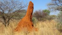 0794 Fahrt nach Opuwo - Termittenhügel