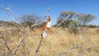 0795 Fahrt nach Opuwo - Silberbusch vor dem Termittenhügel