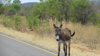 0821 Fahrt nach Opuwo -Esel auf der Straße