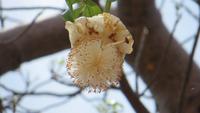 0910 Baobab - Afrikanischer Affenbrotbaum - Blüte