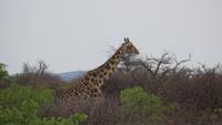 0955 Fahrt zum Etoscha-NP - Giraffe