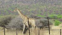 0957 Fahrt zum Etoscha-NP - Giraffe