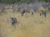 0980 Etoscha-Nationalpark - Steppenzebras