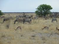 0981 Etoscha-Nationalpark - Springböcke und Steppenzebras