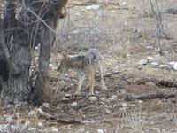 0986 Etoscha-Nationalpark - Schakal